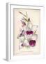 Gladiolus Lemoinei-null-Framed Giclee Print