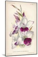 Gladiolus Lemoinei-null-Mounted Giclee Print