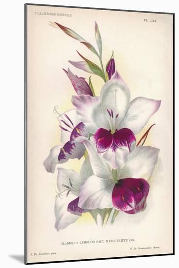 Gladiolus Lemoinei-null-Mounted Giclee Print
