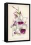 Gladiolus Lemoinei-null-Framed Stretched Canvas