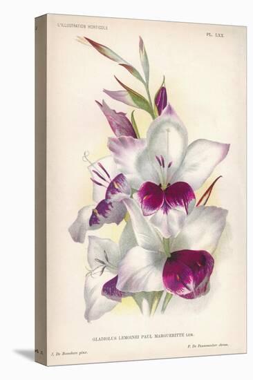 Gladiolus Lemoinei-null-Stretched Canvas