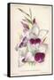 Gladiolus Lemoinei-null-Framed Stretched Canvas