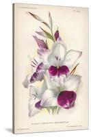 Gladiolus Lemoinei-null-Stretched Canvas