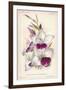 Gladiolus Lemoinei-null-Framed Giclee Print