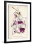 Gladiolus Lemoinei-null-Framed Giclee Print