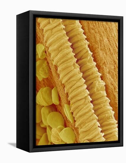 Gladiolus Pollen in Anther-Micro Discovery-Framed Stretched Canvas