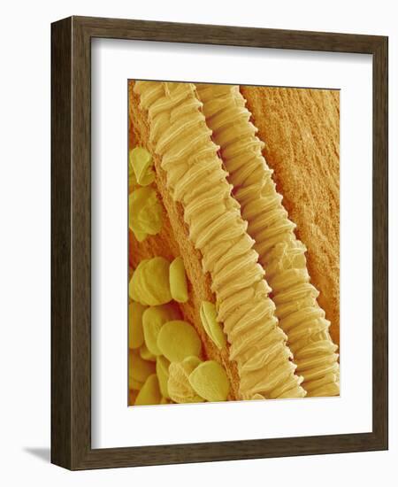 Gladiolus Pollen in Anther-Micro Discovery-Framed Photographic Print