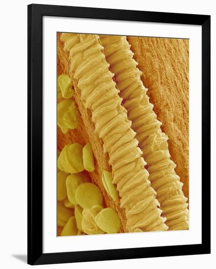 Gladiolus Pollen in Anther-Micro Discovery-Framed Photographic Print