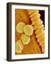 Gladiolus Pollen in Anther-Micro Discovery-Framed Photographic Print