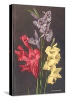 Gladiolus-null-Stretched Canvas