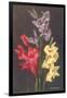 Gladiolus-null-Framed Art Print