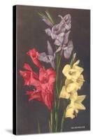 Gladiolus-null-Stretched Canvas