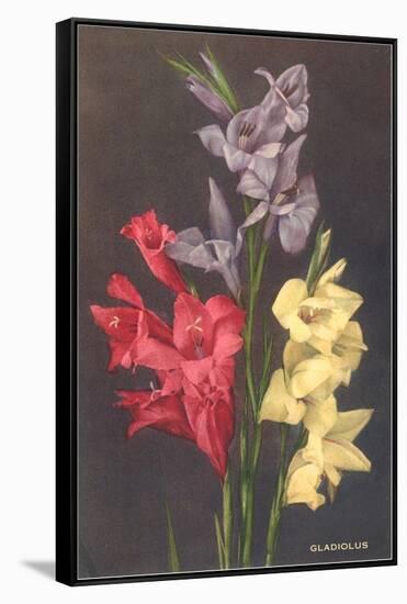 Gladiolus-null-Framed Stretched Canvas