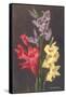 Gladiolus-null-Framed Stretched Canvas