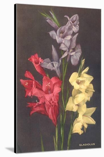 Gladiolus-null-Stretched Canvas