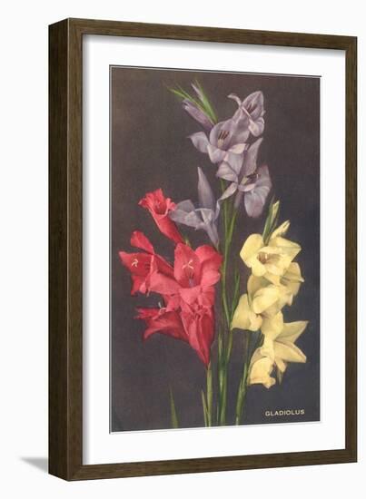 Gladiolus-null-Framed Art Print