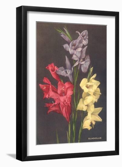 Gladiolus-null-Framed Art Print