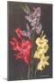 Gladiolus-null-Mounted Art Print