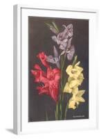 Gladiolus-null-Framed Art Print