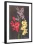 Gladiolus-null-Framed Art Print