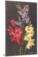 Gladiolus-null-Mounted Art Print