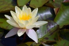 Yellow Water Lily-Glaidlaw-Photographic Print