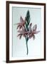 Glaieul (Gladiol), 19th Century-George Sand-Framed Giclee Print