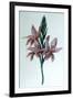 Glaieul (Gladiol), 19th Century-George Sand-Framed Giclee Print