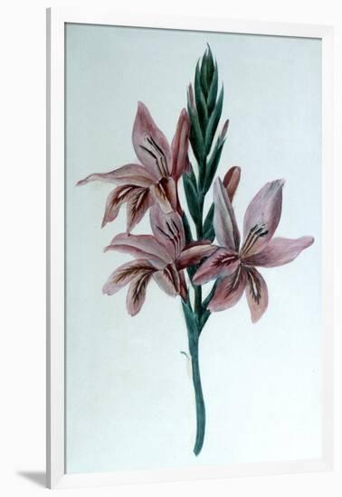 Glaieul (Gladiol), 19th Century-George Sand-Framed Giclee Print