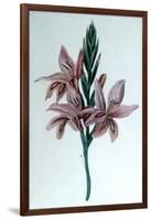 Glaieul (Gladiol), 19th Century-George Sand-Framed Giclee Print