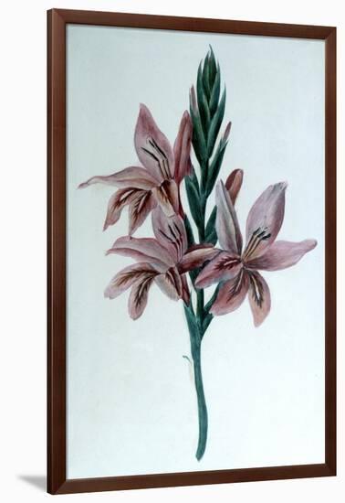 Glaieul (Gladiol), 19th Century-George Sand-Framed Giclee Print