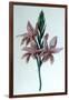 Glaieul (Gladiol), 19th Century-George Sand-Framed Giclee Print