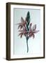 Glaieul (Gladiol), 19th Century-George Sand-Framed Giclee Print