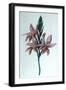 Glaieul (Gladiol), 19th Century-George Sand-Framed Giclee Print