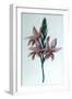 Glaieul (Gladiol), 19th Century-George Sand-Framed Giclee Print