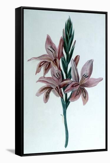 Glaieul (Gladiol), 19th Century-George Sand-Framed Stretched Canvas