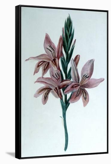 Glaieul (Gladiol), 19th Century-George Sand-Framed Stretched Canvas