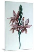 Glaieul (Gladiol), 19th Century-George Sand-Stretched Canvas