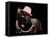 Glamorous Black Cat Wearing Pink Hat And Beads Against Black Background-vitalytitov-Framed Stretched Canvas