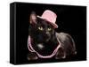 Glamorous Black Cat Wearing Pink Hat And Beads Against Black Background-vitalytitov-Framed Stretched Canvas