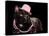 Glamorous Black Cat Wearing Pink Hat And Beads Against Black Background-vitalytitov-Stretched Canvas
