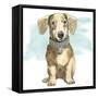 Glamour Pups IX-Beth Grove-Framed Stretched Canvas