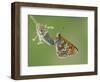 Glanville fritillary butterfly roosting on larval foodplant Ribwort plantain, UK-Andy Sands-Framed Photographic Print