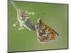 Glanville fritillary butterfly roosting on larval foodplant Ribwort plantain, UK-Andy Sands-Mounted Photographic Print