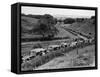 Glasgow Taxis Taking Children from Mearnskirk Hospital on Their Annual Outing to Troon, 1955-null-Framed Stretched Canvas