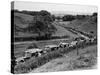 Glasgow Taxis Taking Children from Mearnskirk Hospital on Their Annual Outing to Troon, 1955-null-Stretched Canvas