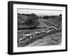 Glasgow Taxis Taking Children from Mearnskirk Hospital on Their Annual Outing to Troon, 1955-null-Framed Premium Photographic Print