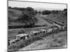 Glasgow Taxis Taking Children from Mearnskirk Hospital on Their Annual Outing to Troon, 1955-null-Mounted Premium Photographic Print