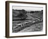 Glasgow Taxis Taking Children from Mearnskirk Hospital on Their Annual Outing to Troon, 1955-null-Framed Photographic Print