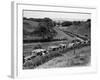 Glasgow Taxis Taking Children from Mearnskirk Hospital on Their Annual Outing to Troon, 1955-null-Framed Photographic Print